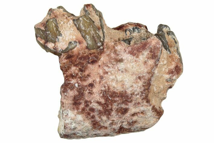 Fossil Oreodont (Merycoidodon) Jaw Section - South Dakota #300306